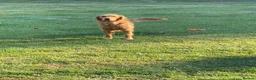Golden Retriever dogs for stud: Proven Golden Retreiver for stud  in Hassocks - Advert 7