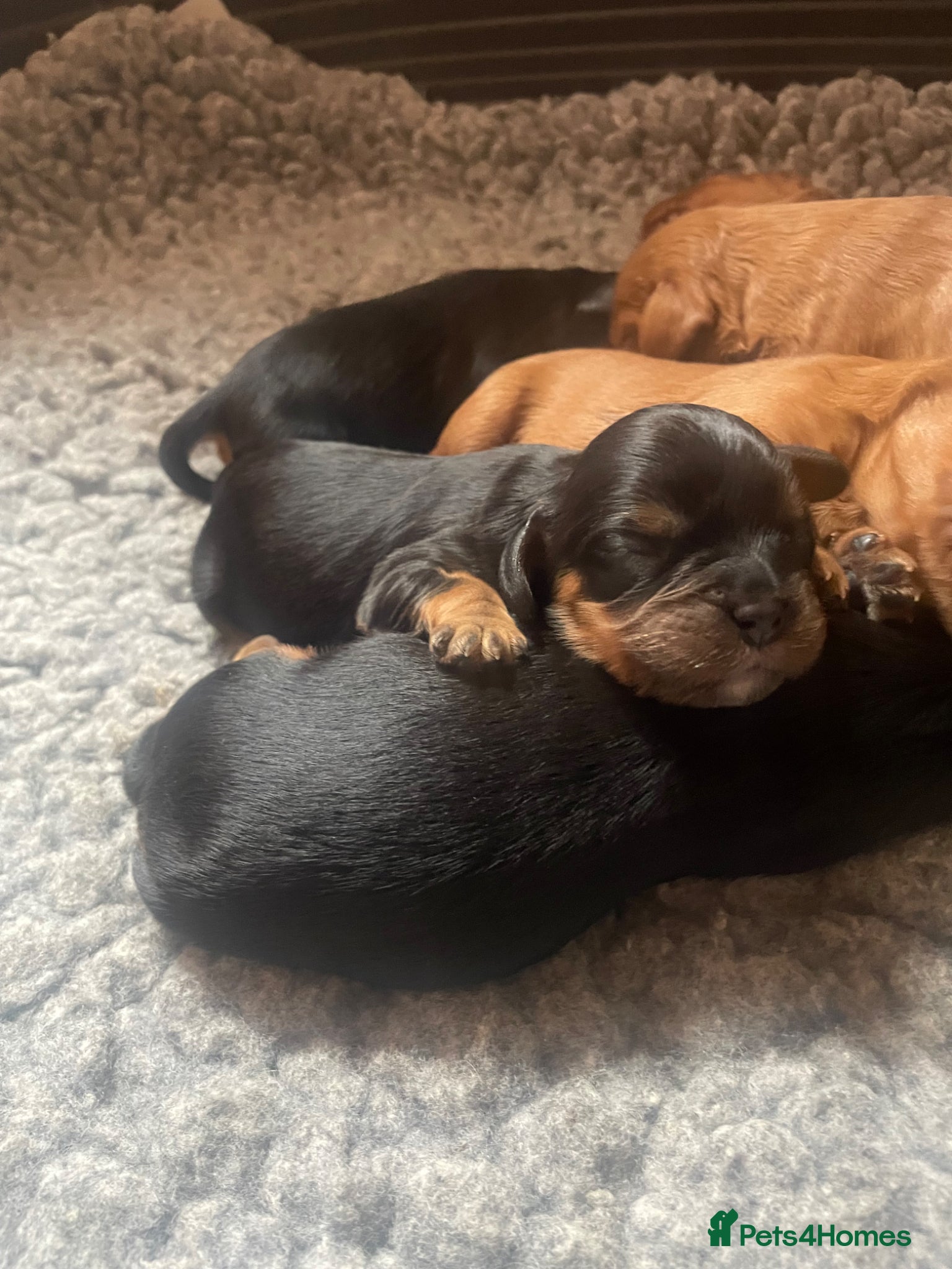 Cavalier King Charles Spaniel dogs for sale: King Charles cavalier babies  - Advert 11