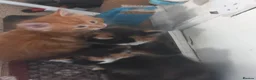 Mixed Breed cats for sale: 4 beautiful,  kittens for sale.  in London - Advert 4