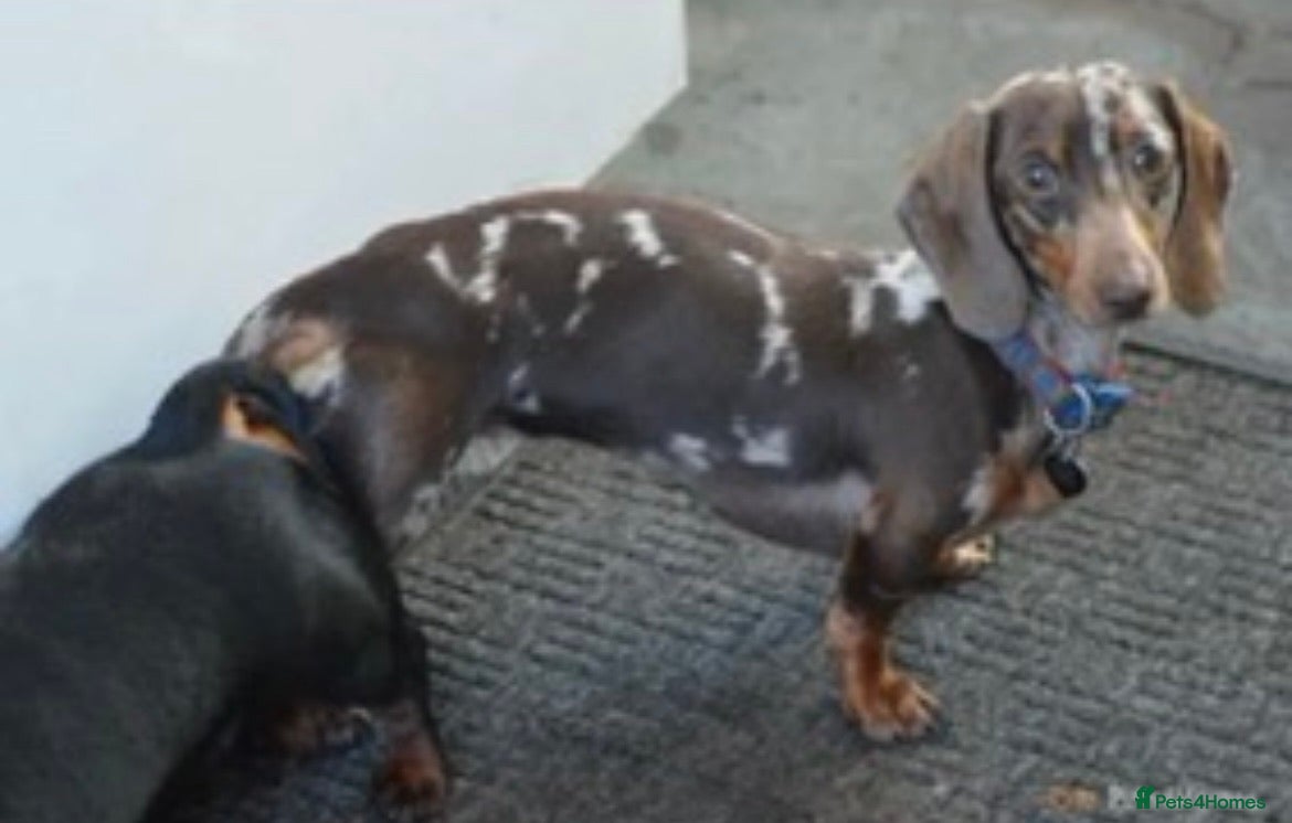 Miniature Dachshund dogs pra clear chocolate dapple stud boy in Southport - Advert 11