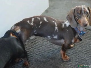 Miniature Dachshund dogs in Southport - Advert 34