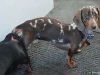 Miniature Dachshund dogs pra clear chocolate dapple stud boy in Southport - Advert 19
