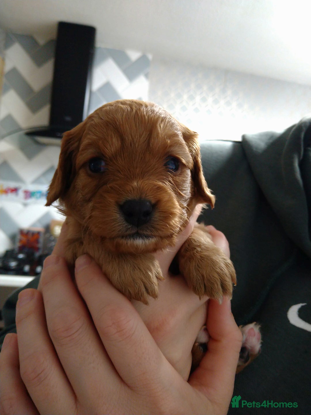 Mixed Breed dogs for sale: Beautiful female available ready to leave 1st nov - Image 14
