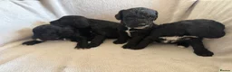 Cockapoo dogs for sale: READY NOW 2 lovely boys  - Advert 14