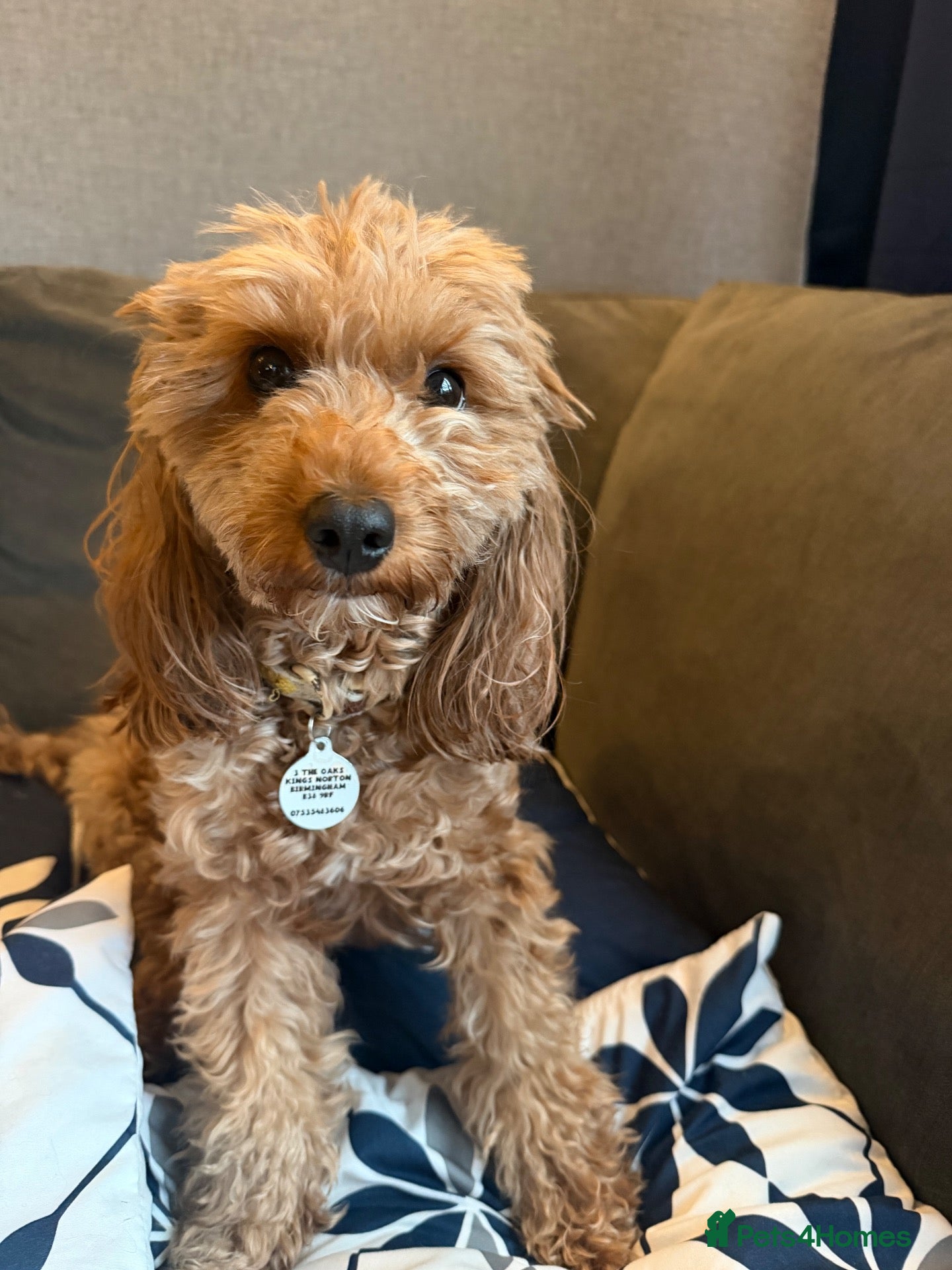 Cavapoo dogs Red cavapoo puppies - Advert 1