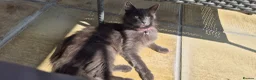 Russian Blue cats for sale: Russian Blue X Bengal - Advert 2