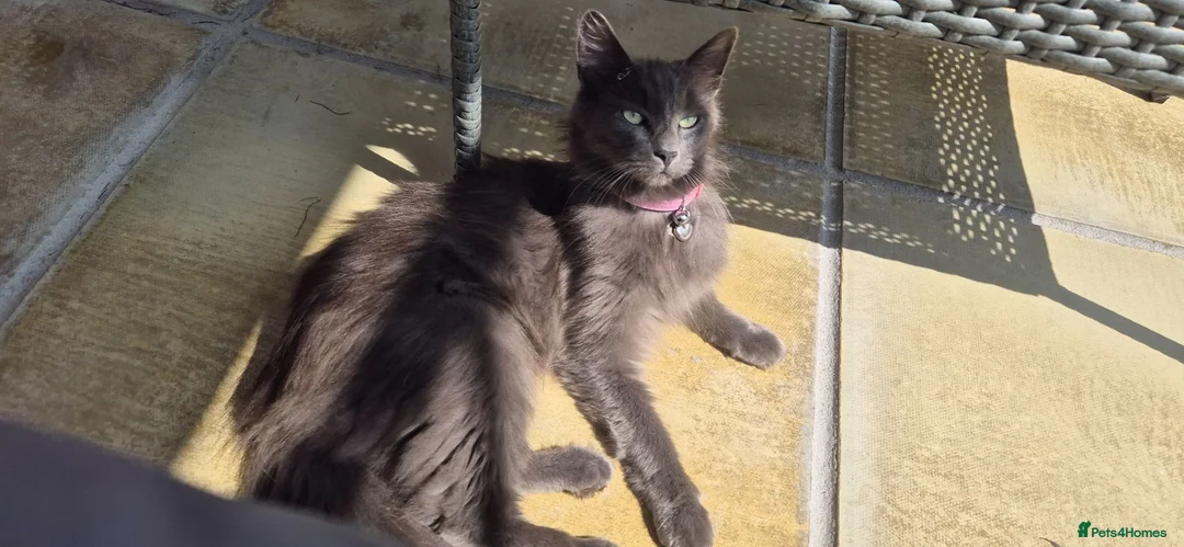 Russian Blue cats for sale: Russian Blue X Bengal - Advert 2