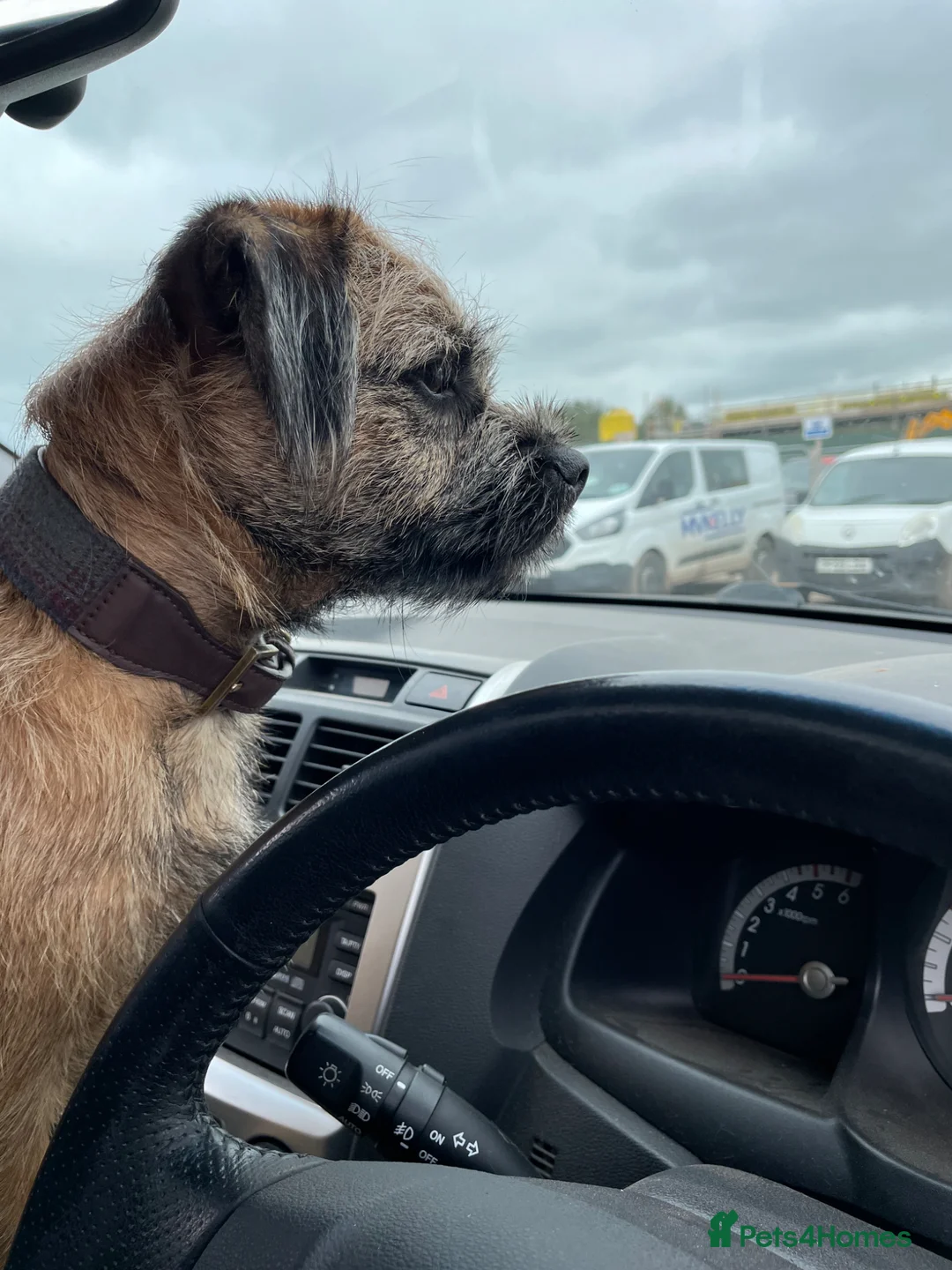 Border Terrier dogs for sale: Border Terrier. for Sale.  in Macclesfield - Advert 1