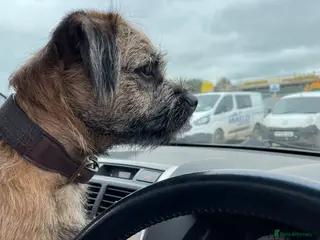 Border Terrier dogs Border Terrier. for Sale. - Advert 2