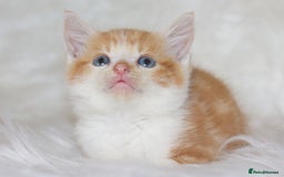 Mixed Breed cats for sale: Happy Healthy Playful Kittens - Image 9
