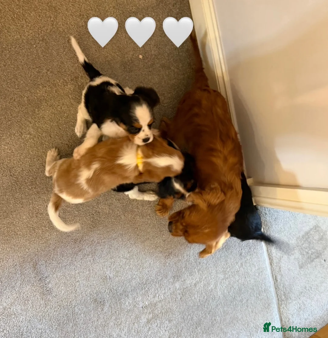 Cavalier King Charles Spaniel dogs for sale: Beautiful health tested cavalier King Charles  - Advert 2