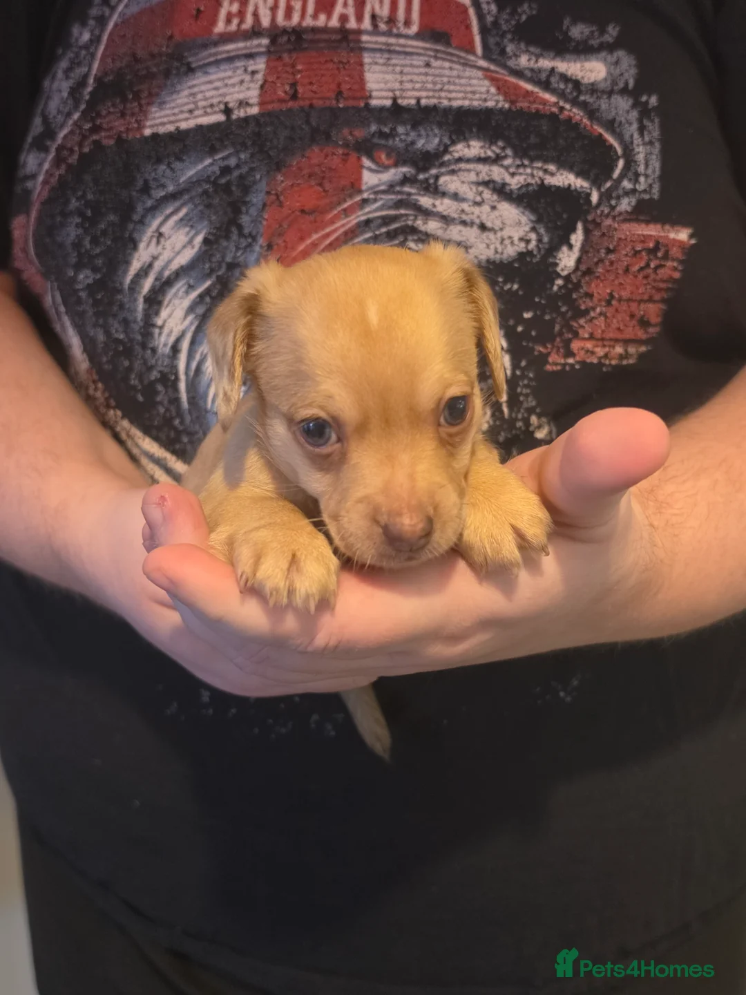 Chiweenie dogs for sale: Chiweenie Puppies Available  - Advert 2