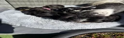 Shihpoo dogs for sale: Health Tested,READY TO GO - Advert 13
