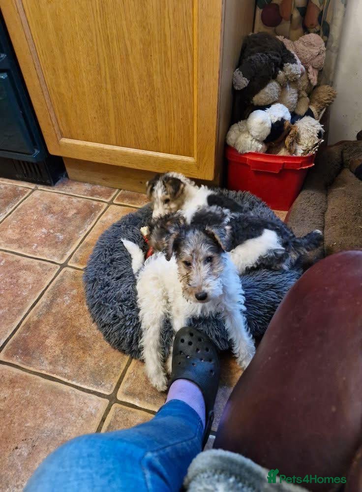 Fox Terrier dogs Wire Fox Terrier puppies for sale. - Advert 1