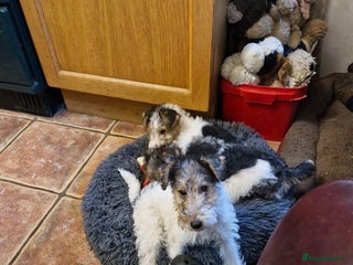 Fox Terrier dogs Wire Fox Terrier puppies for sale. - Advert 2