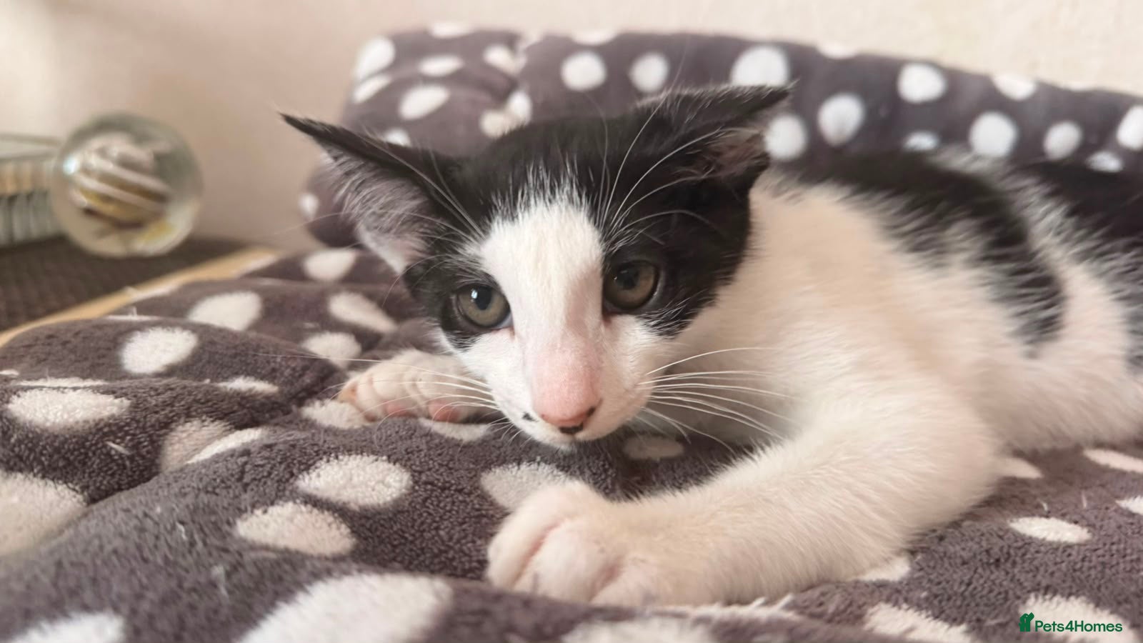 Oriental cats Mixed Oriental kittens ready for their new home  - Advert 1