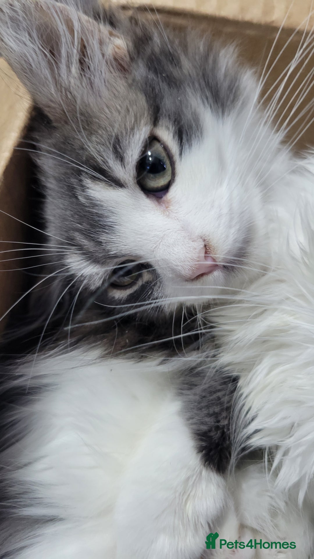 Maine Coon cats for sale: Beautiful Mixed Main Coon Kittens - Advert 10