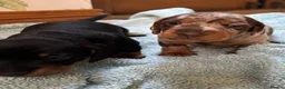 Miniature Dachshund dogs for sale: ADORABLE Miniature Dachshund KC Pups  - Advert 16