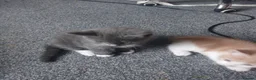British Shorthair cats for sale: Kittens - Advert 5