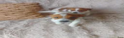 Jack Russell dogs for sale: Farmer pet jack Russell  - Advert 9