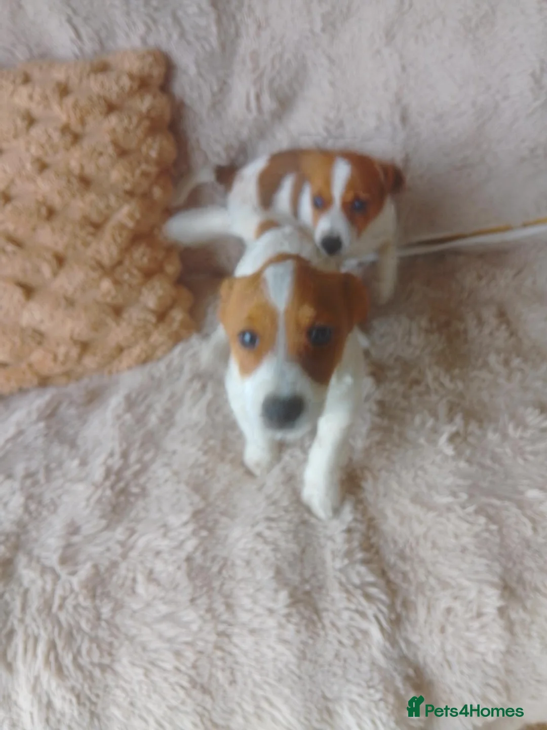 Jack Russell dogs for sale: Farmer pet jack Russell  - Advert 9