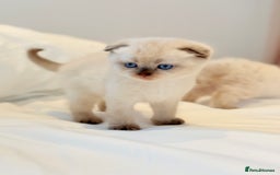 Scottish Fold cats for sale: Half Scottish half British short hair  in London - Image 11