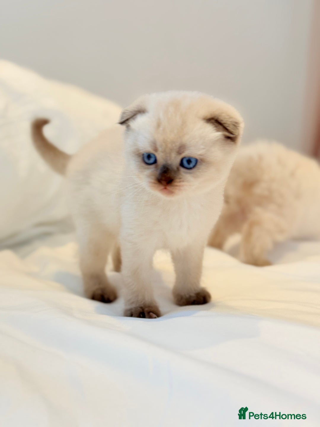 Scottish Fold cats for sale: Half Scottish half British short hair  in London - Image 11