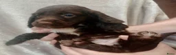 Sprocker dogs for sale: Sprocker puppies  - Advert 7