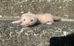 Ferret rodents for sale: Semi Angora ferret - Image 3