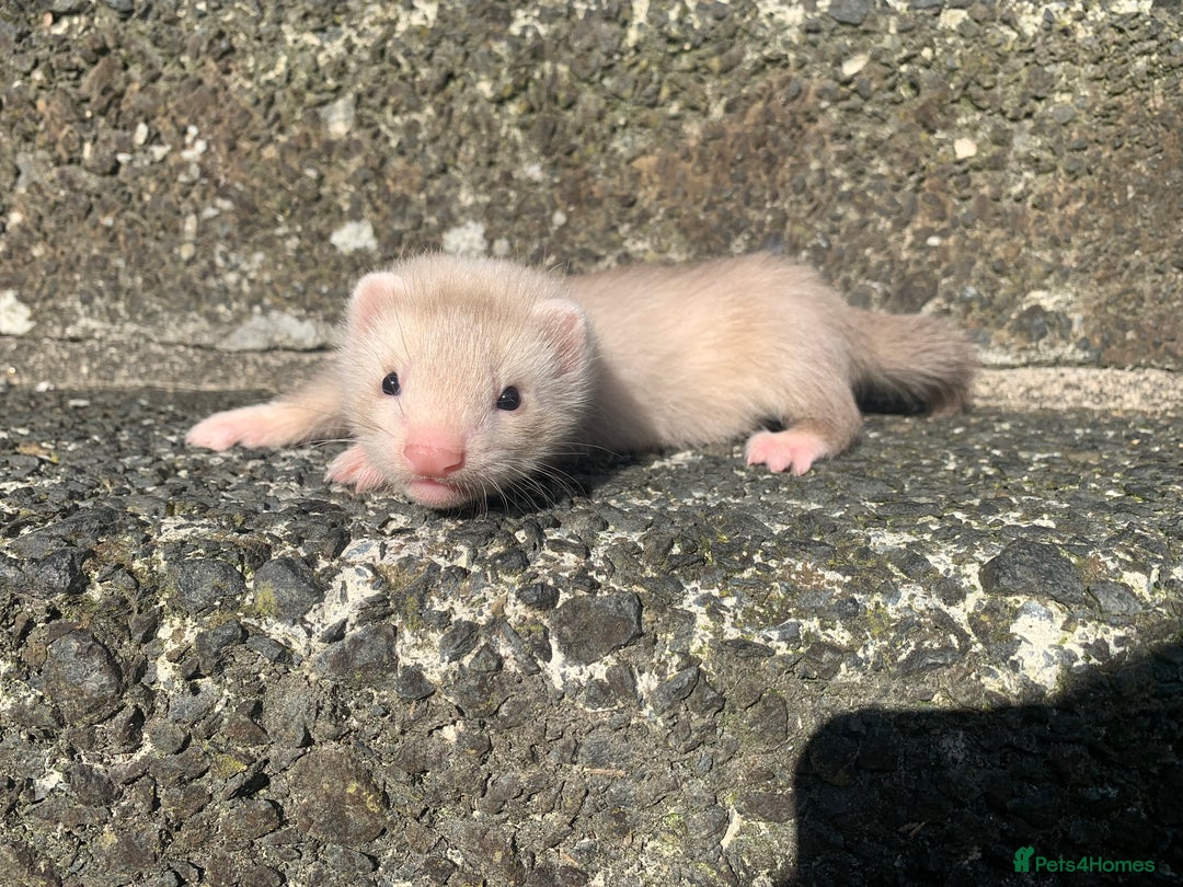 Ferret rodents for sale: Semi Angora ferret - Image 3