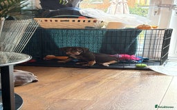 American Bully dogs for sale: Standard American Bully Pups (NOT XL) - Image 7