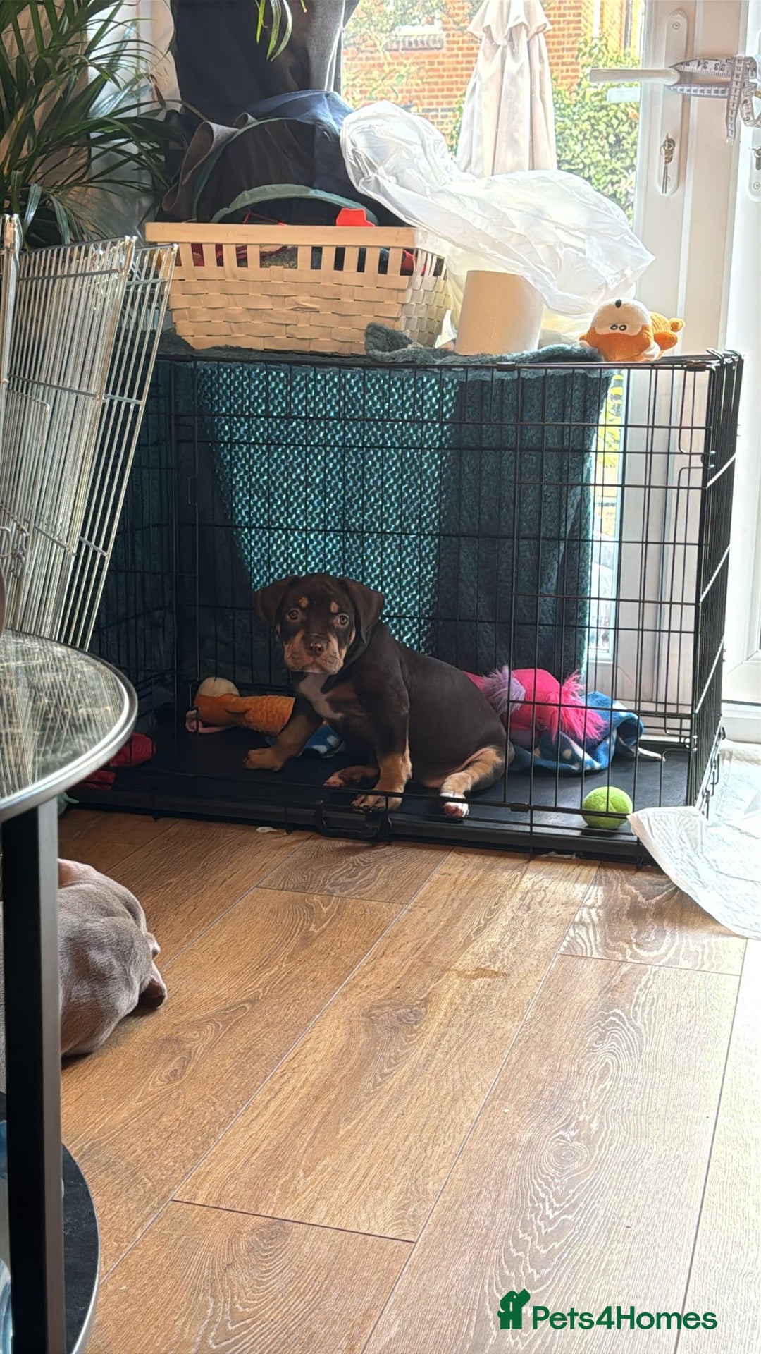 American Bully dogs for sale: Standard American Bully Pups (NOT XL) - Image 7