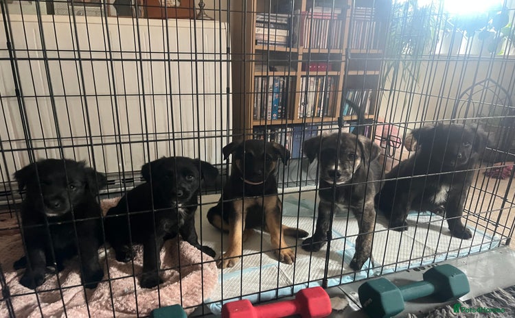 Mixed Breed dogs - Advert 12