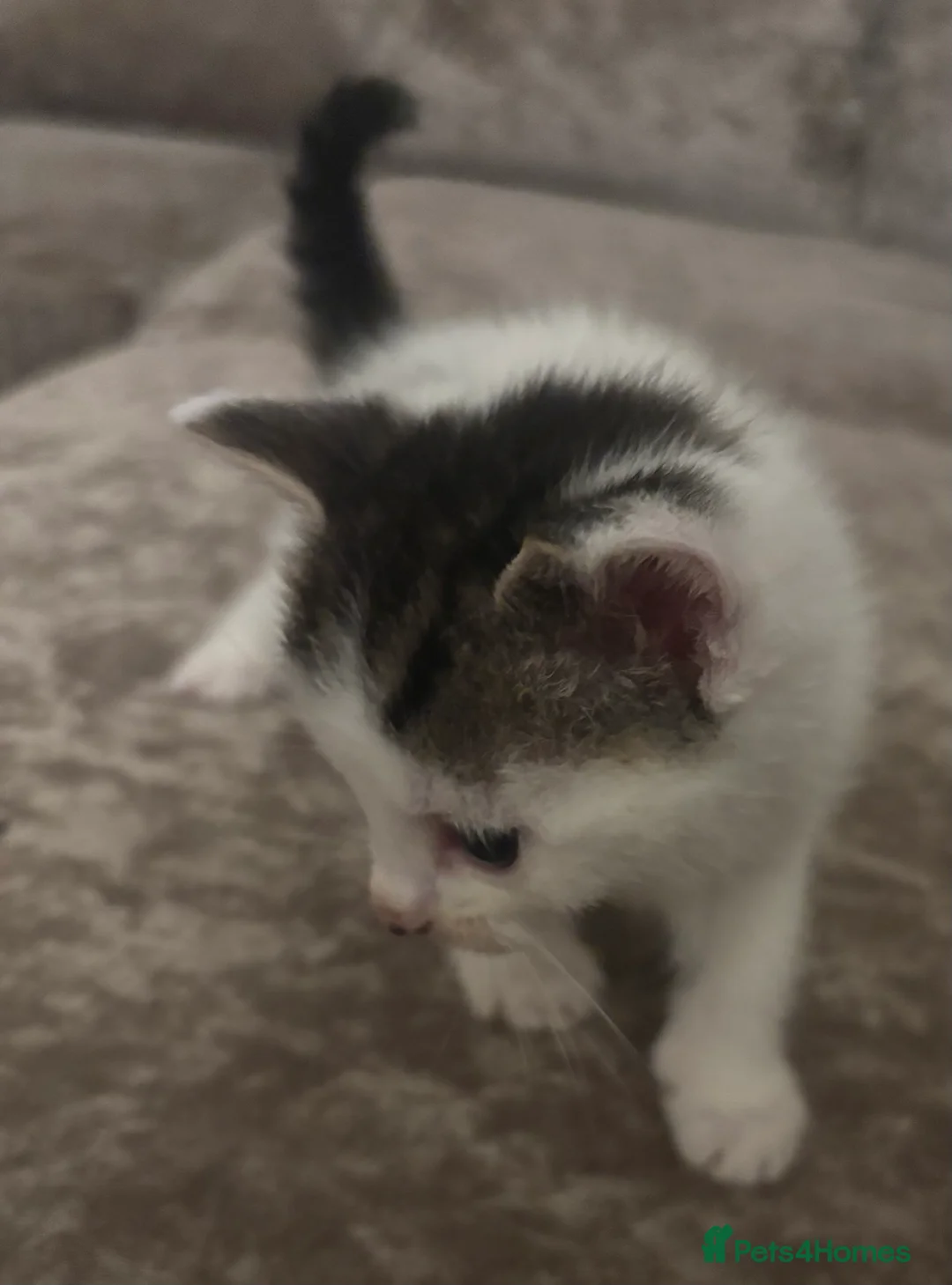 British Shorthair cats for sale: 5 beautiful kittens  - Advert 2