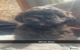 Shihpoo dogs for sale: For sale 5 stunning shihpoo puppies - Image 3