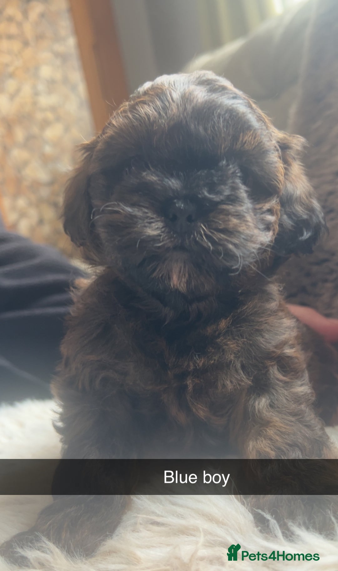 Shihpoo dogs for sale: For sale 5 stunning shihpoo puppies - Image 3