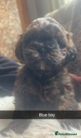 Shihpoo dogs - Advert 2