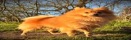Mixed Breed dogs for sale: Cocker-Pomeranian  - Advert 11