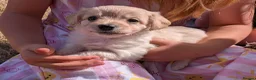 Mixed Breed dogs for sale: 2 blonde girls. Poodle x Biewer Terrier Puppies  - Advert 16