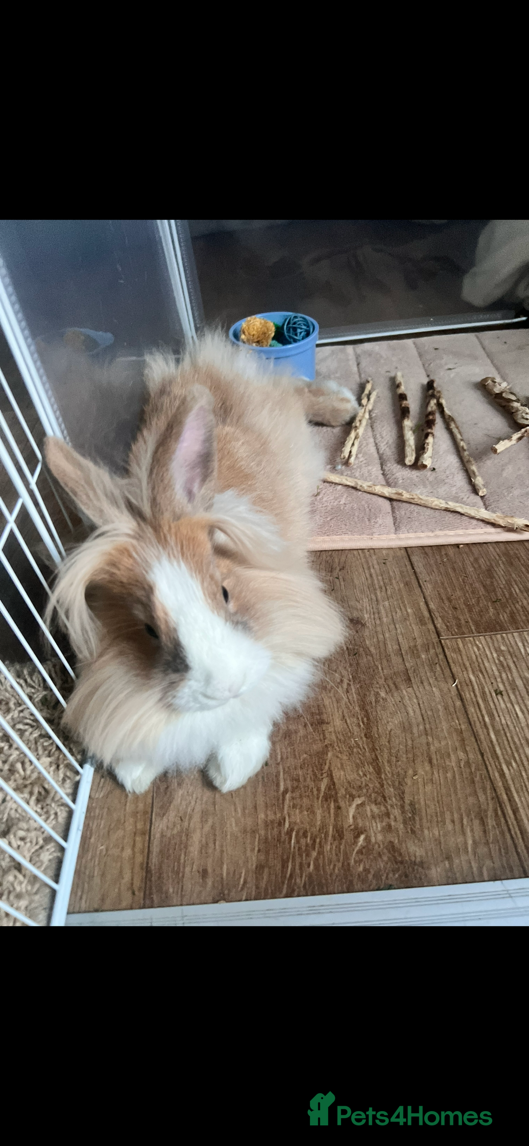 Lionhead rabbits for sale: Male lion head bunny  - Advert 2