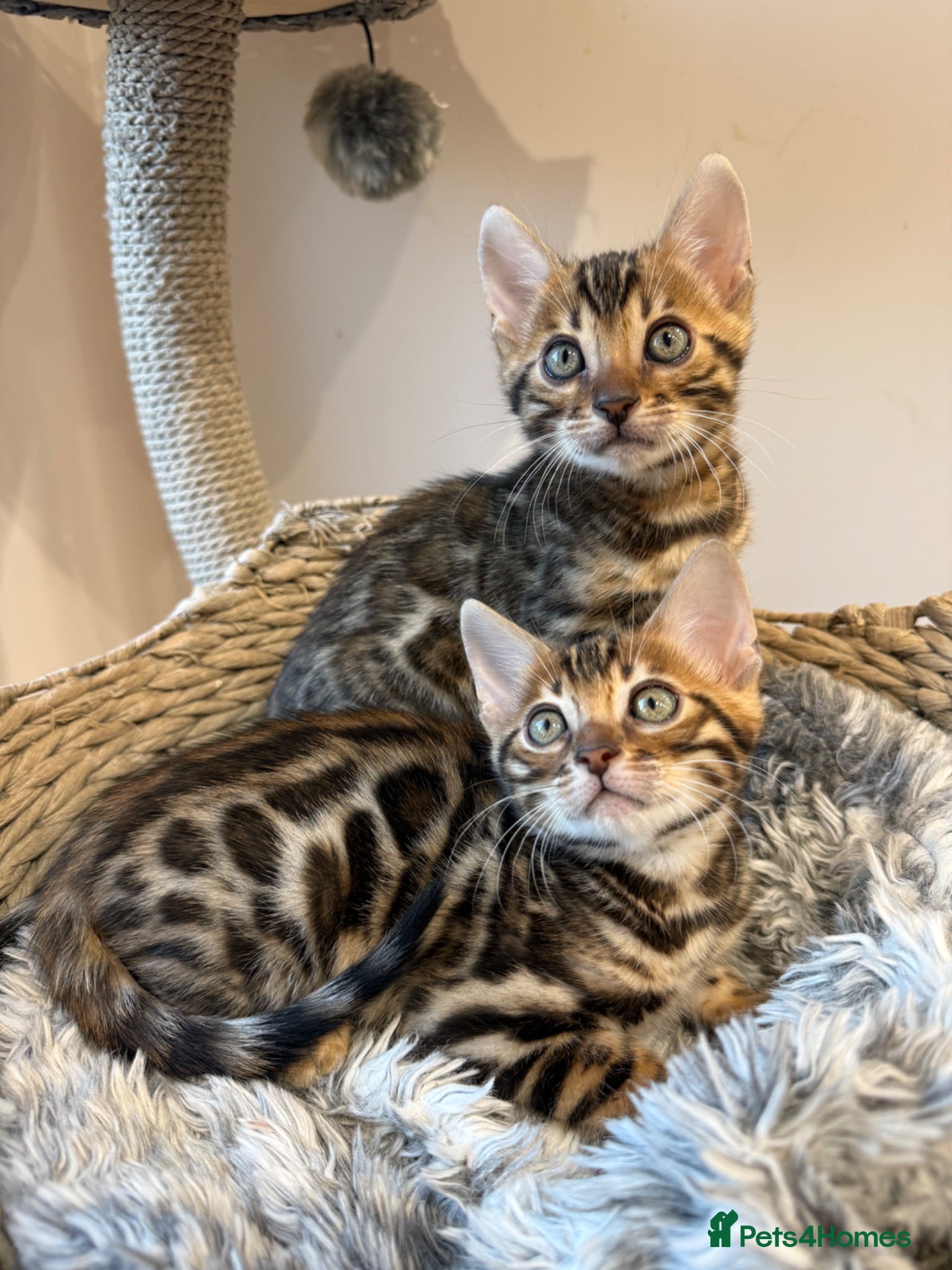 Bengal cats 🐆Adorable pedigree bengal kittens 🐆 - Advert 16