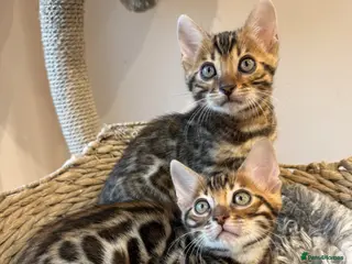 Bengal cats 🐆Adorable pedigree bengal kittens 🐆 - Advert 16