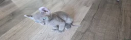 Sphynx cats for sale: SPHYNX ELF & PETERBALD KITTENS - Advert 6