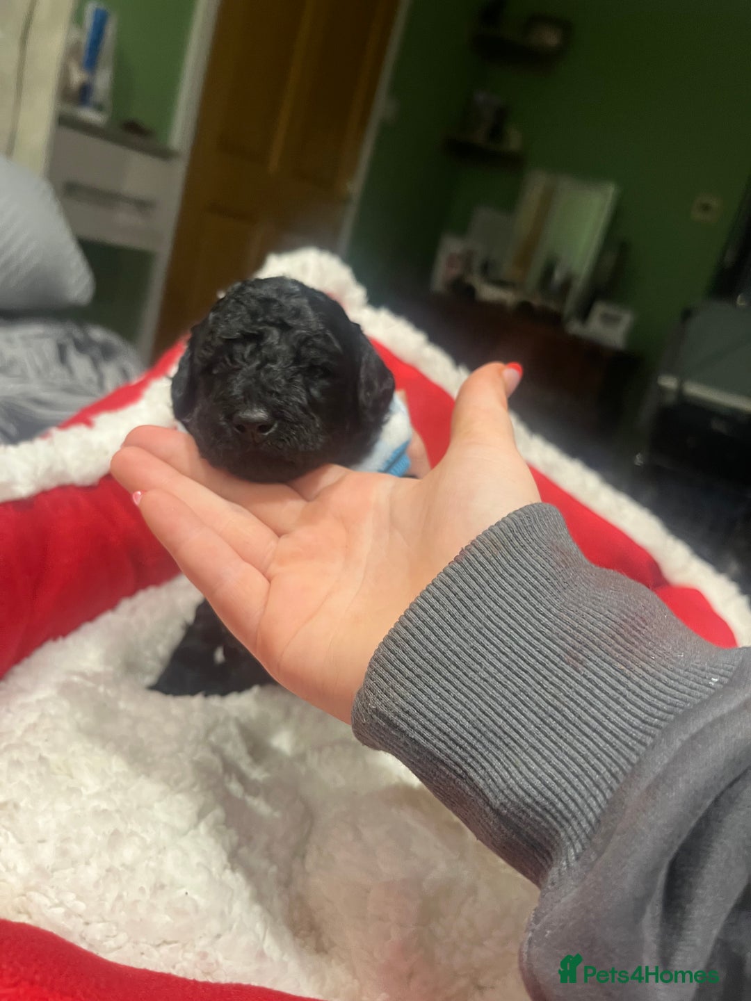 Miniature Poodle dogs for sale: miniature poodles  - Advert 14