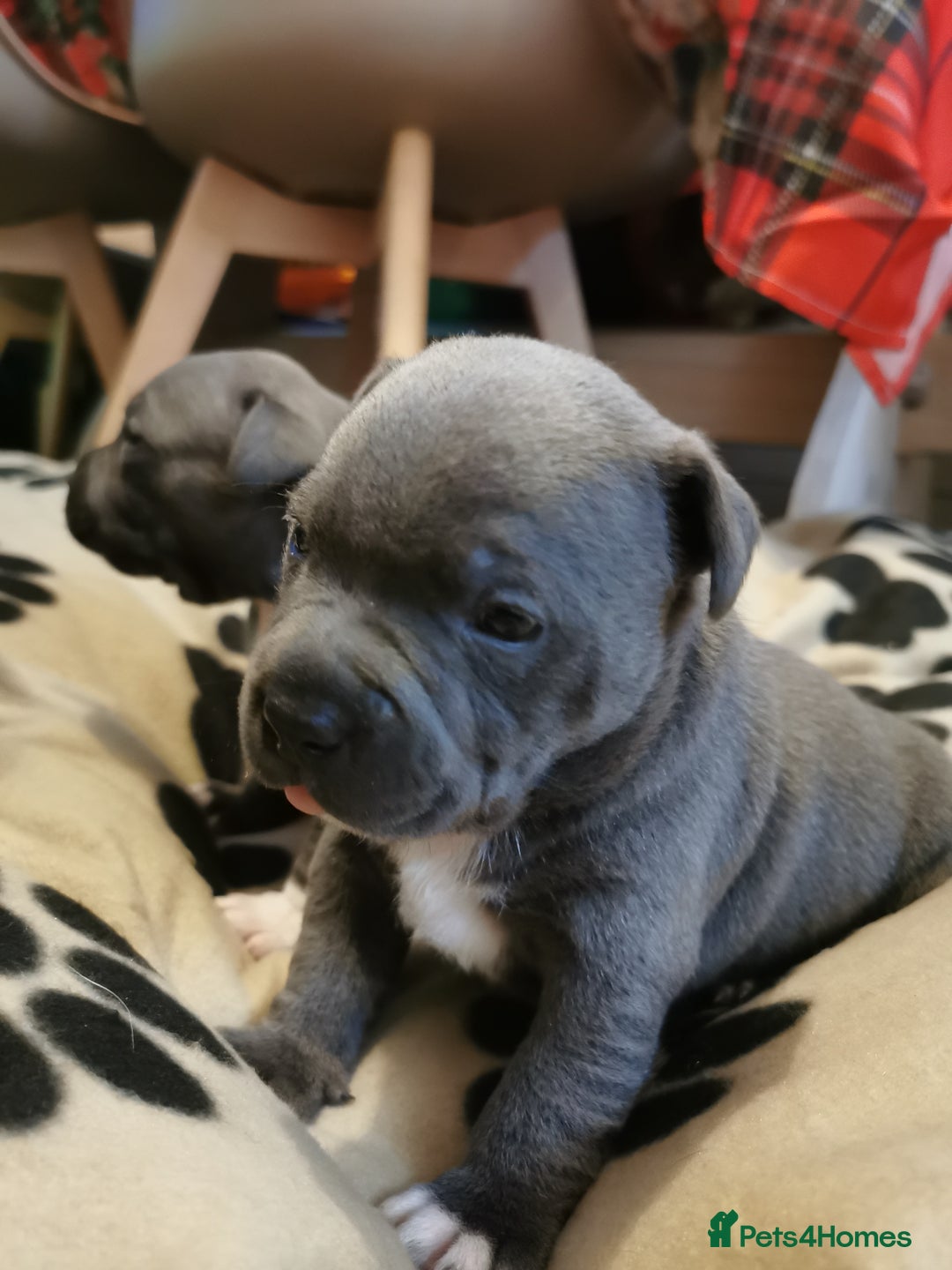 Staffordshire Bull Terrier dogs for sale: Beautiful Staffy's puppies - Advert 9