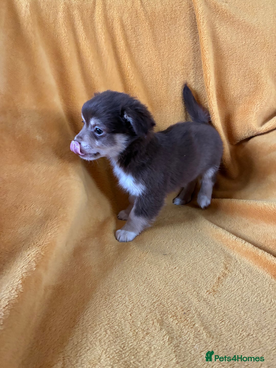 Chihuahua dogs for sale: Beautiful Chihuahua Puppies For Sale - Advert 10
