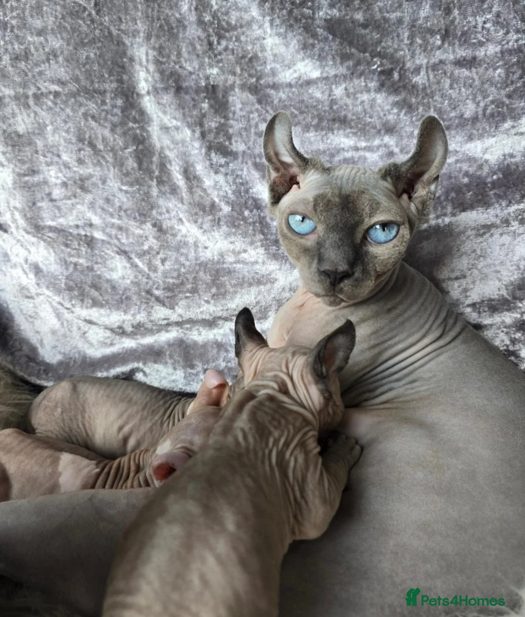 Sphynx cats for sale: ♀️Female Sphynx kitten 😸  - Advert 2