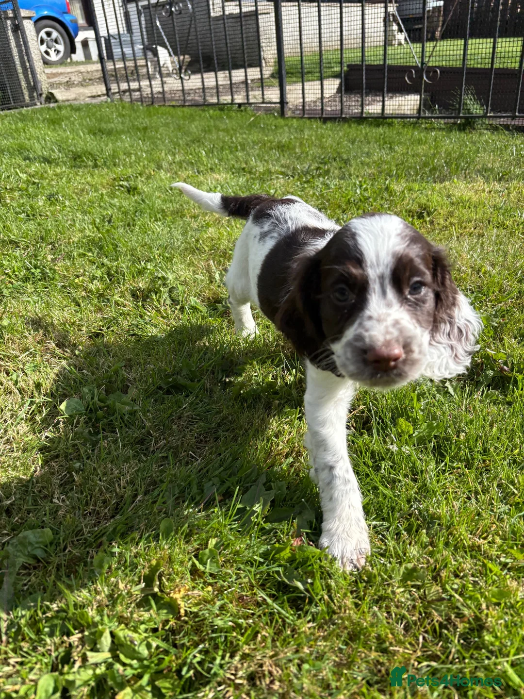 Sproodle dogs for sale: Ready to leave stunning sproodles - Advert 2