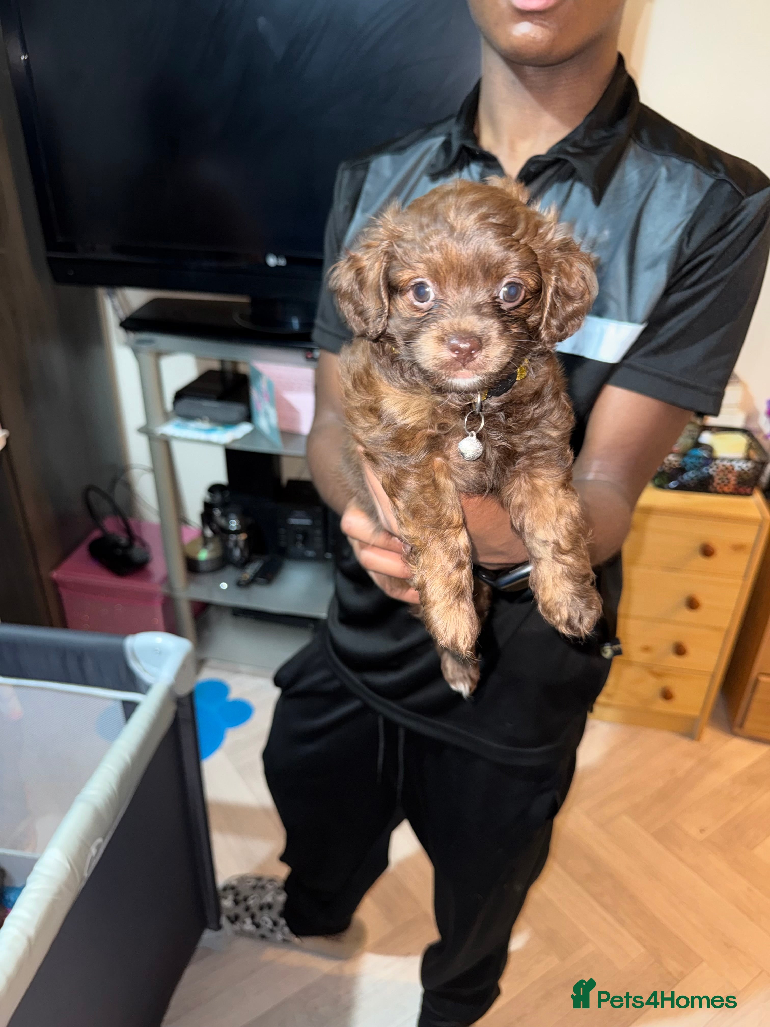 Mixed Breed dogs Cockapoo Mix Puppies - Advert 1