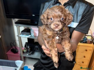 Mixed Breed dogs Cockapoo Mix Puppies - Advert 8